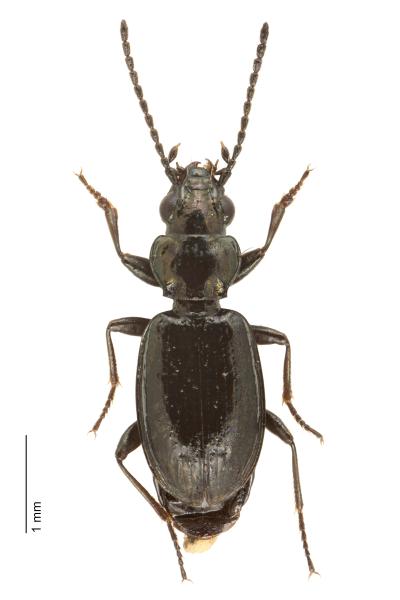   - Bembidion pyrenaeum poenini