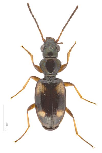   - Bembidion quadrimaculatum quadrimaculatum