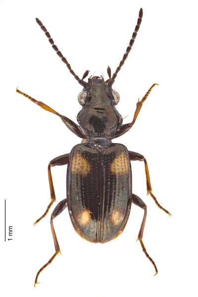  - Bembidion quadripustulatum quadripustulatum