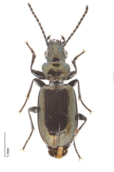   - Bembidion rhaeticum