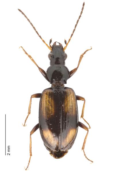   - Bembidion scapulare