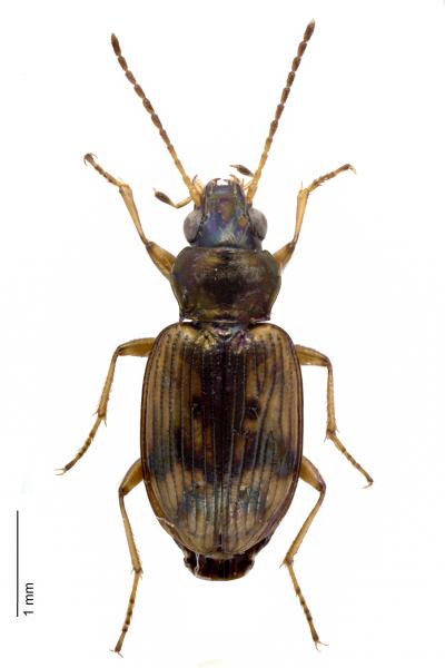   - Bembidion semipunctatum