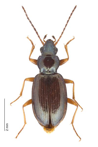   - Bembidion stephensii stephensii