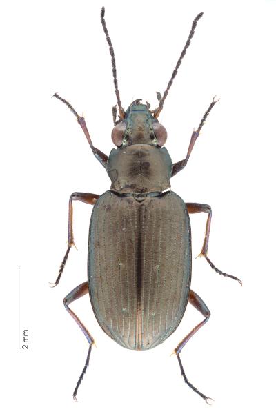   - Bembidion striatum