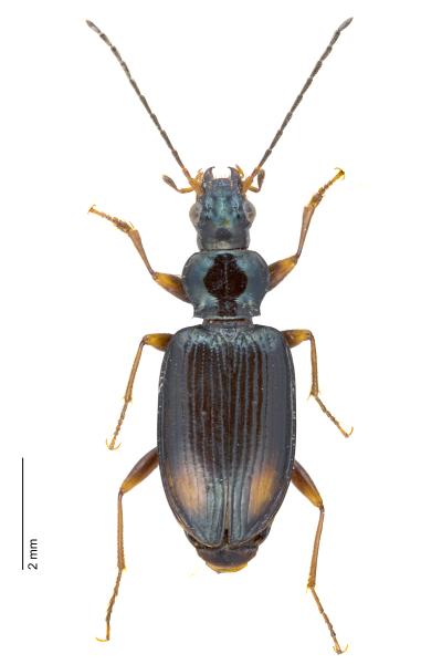   - Bembidion terminale terminale 