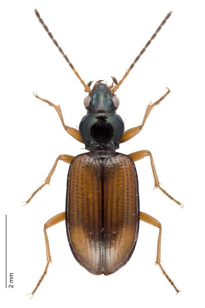   - Bembidion testaceum testaceum 