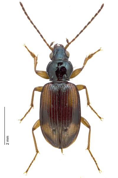   - Bembidion tetracolum tetracolum 