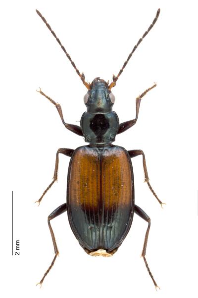 Carabes de Suisse  - Bembidion varicolor varicolor 