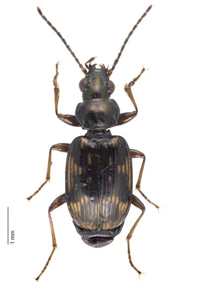 Carabes de Suisse  - Bembidion varium