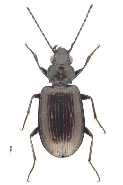   - Bembidion virens