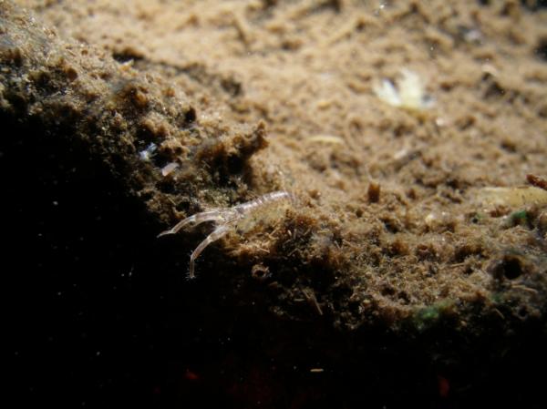 Les espèces néozones de Suisse Corophie à épine courbe - Chelicorophium curvispinum