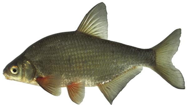 Poissons de Suisse Brème bordelière  - Blicca bjoerkna 