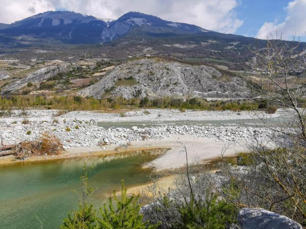 Les abeilles sauvages de Suisse Lasioglosse des sables - Lasioglossum aeratum