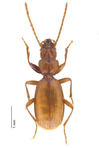 Carabes de Suisse  - Boldoriella tedeschii tedeschii 