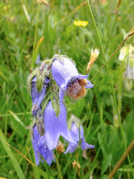 Les abeilles sauvages de Suisse Bourdon des Alpes - Bombus alpinus
