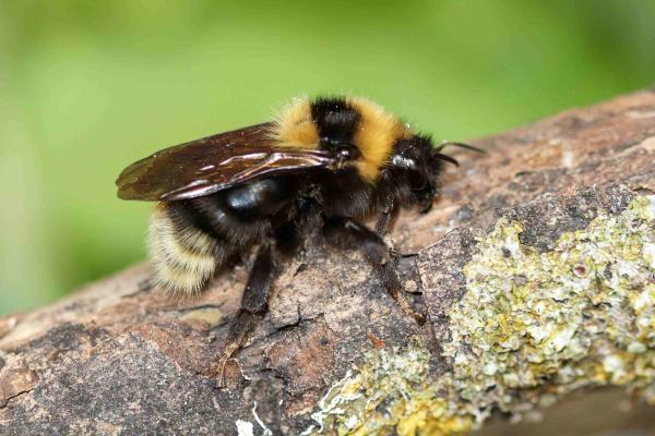 Wildbienen der Schweiz Bärtige Kuckuckshummel - Bombus barbutellus