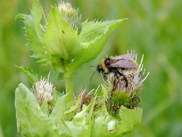 Les abeilles sauvages de Suisse Psithyre des champs - Bombus campestris