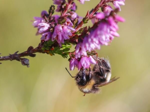 Les abeilles sauvages de Suisse Bourdon cryptique - Bombus cryptarum
