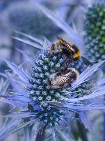 Les abeilles sauvages de Suisse Psithyre des bois - Bombus sylvestris