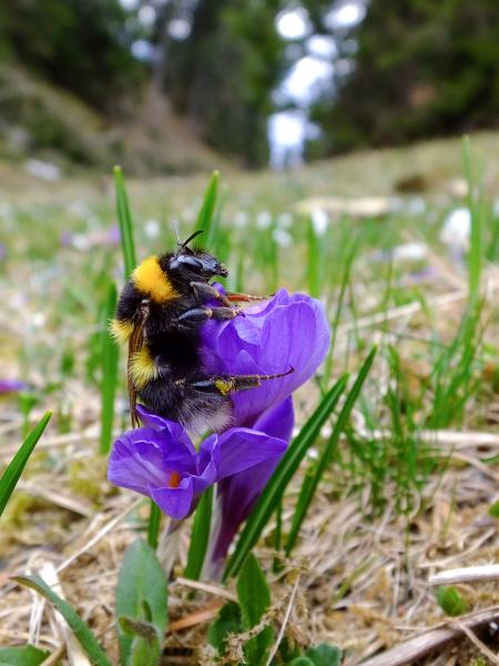 Les abeilles sauvages de Suisse Bourdon des jardins - Bombus hortorum