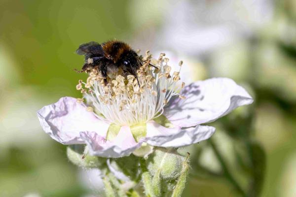 Les abeilles sauvages de Suisse Bourdon des arbres - Bombus hypnorum
