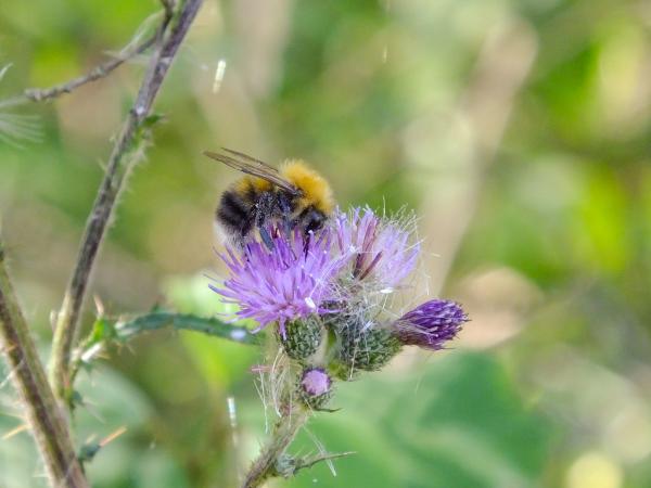 Les abeilles sauvages de Suisse Bourdon des arbres - Bombus hypnorum