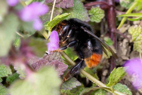 Les abeilles sauvages de Suisse Bourdon des pierres - Bombus lapidarius