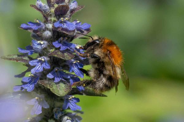 Les abeilles sauvages de Suisse Bourdon des champs - Bombus pascuorum