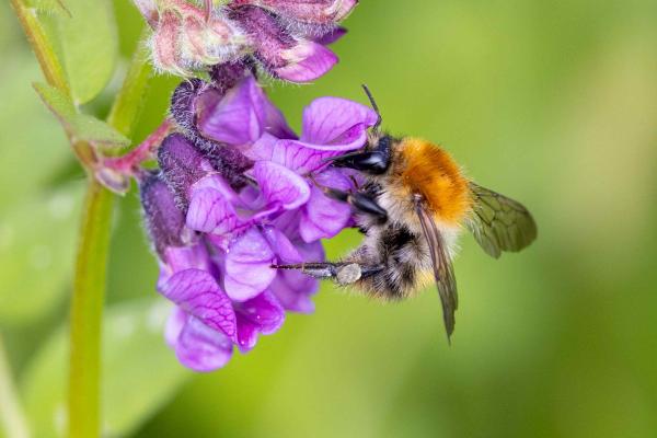 Les abeilles sauvages de Suisse Bourdon des champs - Bombus pascuorum