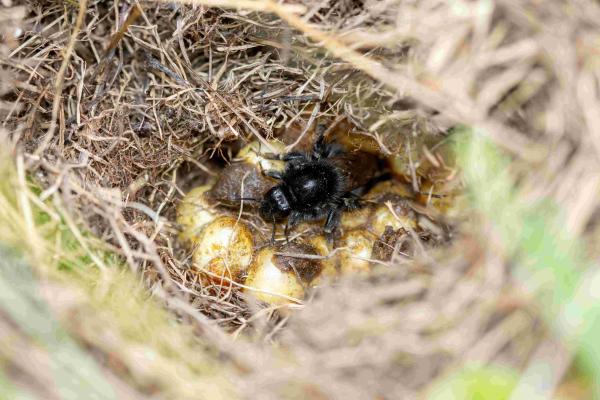 Les abeilles sauvages de Suisse Bourdon rudéral - Bombus ruderarius