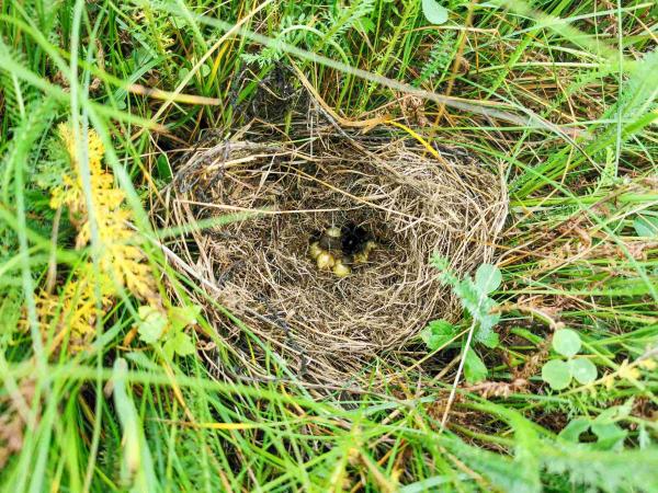 Les abeilles sauvages de Suisse Bourdon rudéral - Bombus ruderarius