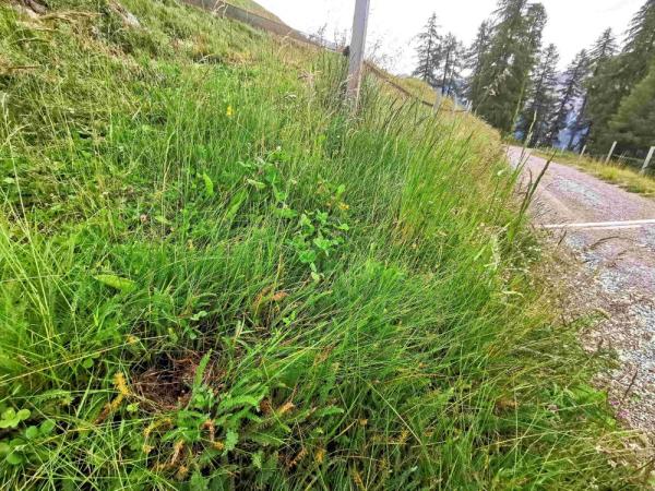 Les abeilles sauvages de Suisse Bourdon rudéral - Bombus ruderarius