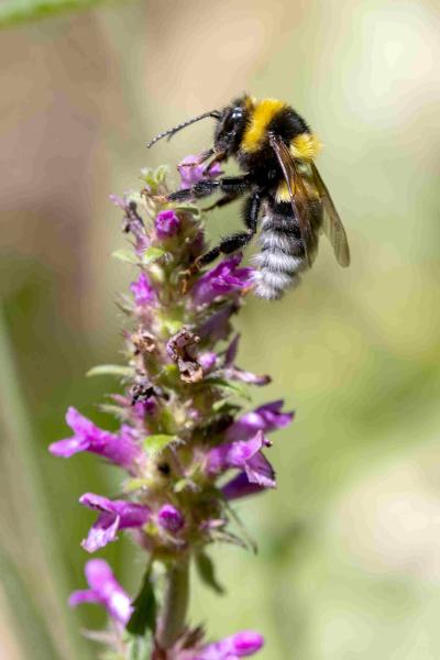 Les abeilles sauvages de Suisse Bourdon des friches - Bombus ruderatus