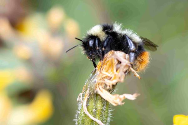 Les abeilles sauvages de Suisse  - Bombus sichelii
