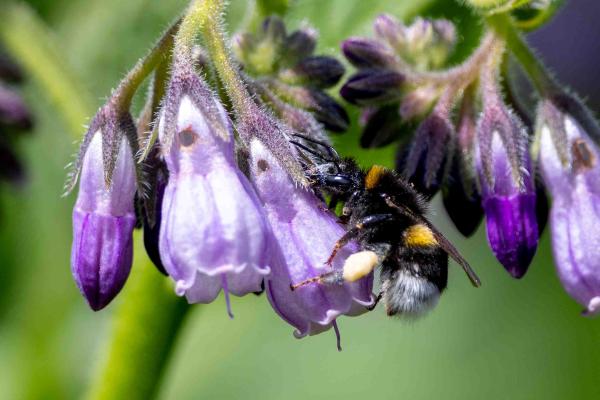 Les abeilles sauvages de Suisse Bourdon terrestre - Bombus terrestris