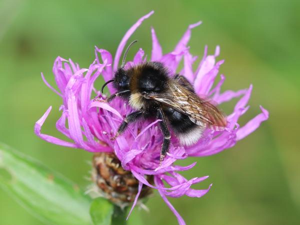 Les abeilles sauvages de Suisse Psithyre bohémien - Bombus bohemicus