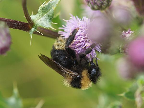Les abeilles sauvages de Suisse Psithyre des champs - Bombus campestris