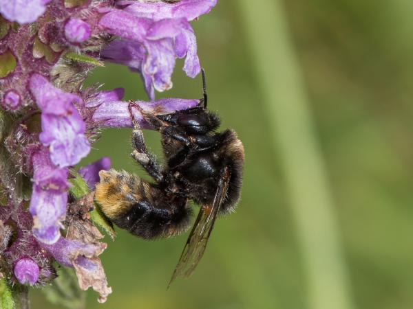 Les abeilles sauvages de Suisse  - Bombus confusus