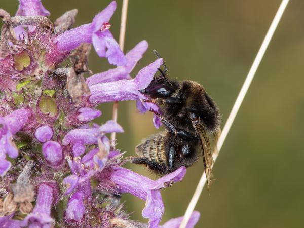 Les abeilles sauvages de Suisse  - Bombus confusus