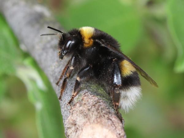 Les abeilles sauvages de Suisse Bourdon cryptique - Bombus cryptarum