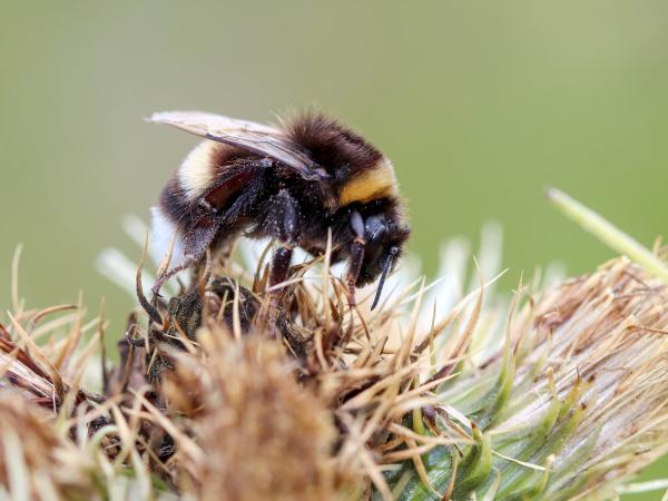 Les abeilles sauvages de Suisse Bourdon cryptique - Bombus cryptarum