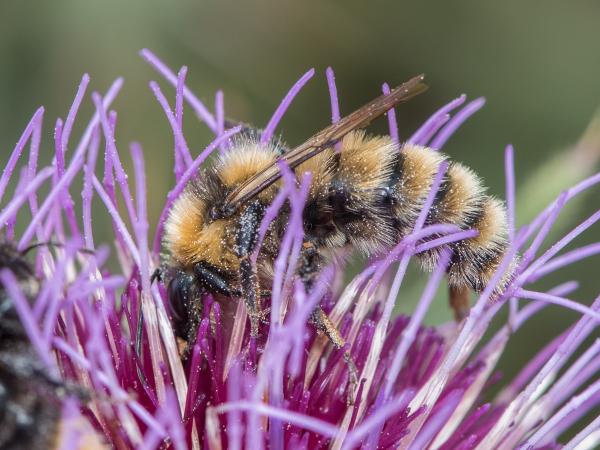 Les abeilles sauvages de Suisse  - Bombus distinguendus