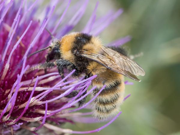 Les abeilles sauvages de Suisse  - Bombus distinguendus