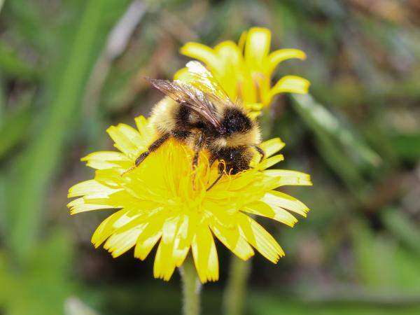 Les abeilles sauvages de Suisse  - Bombus flavidus