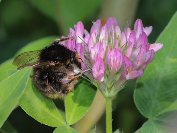 Les abeilles sauvages de Suisse Bourdon variable - Bombus humilis