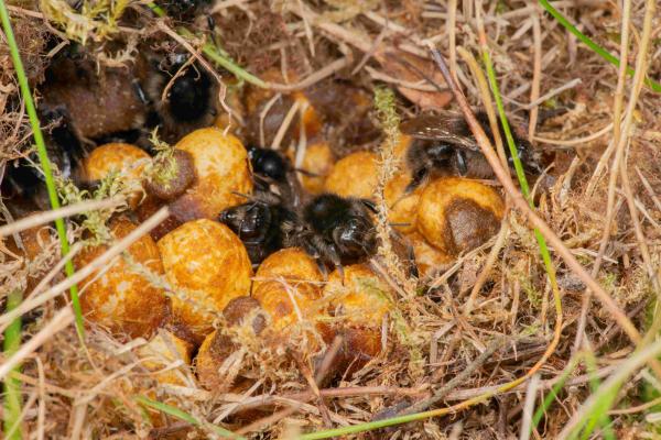 Les abeilles sauvages de Suisse Bourdon variable - Bombus humilis
