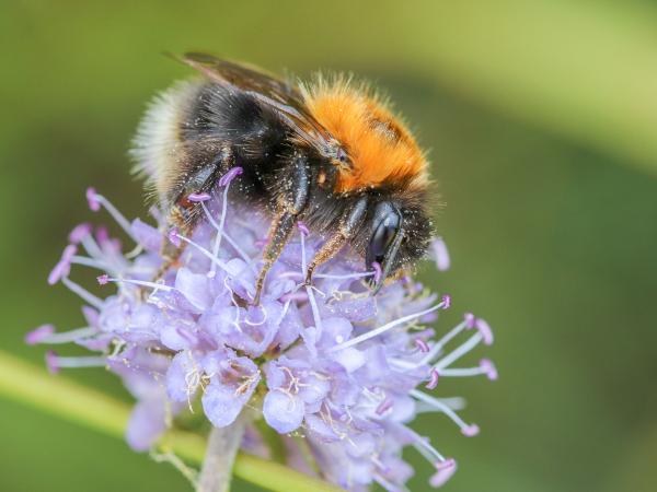 Les abeilles sauvages de Suisse Bourdon des arbres - Bombus hypnorum