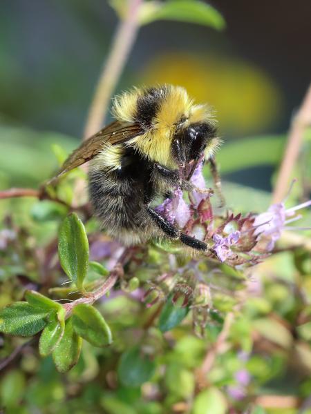 Les abeilles sauvages de Suisse Petit bourdon des landes - Bombus jonellus