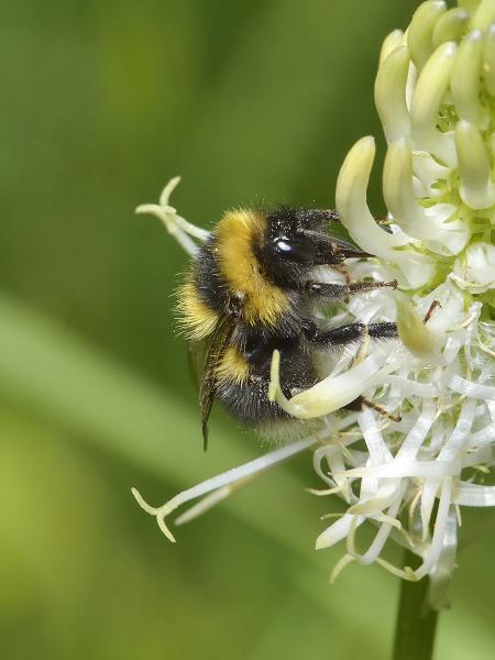 Les abeilles sauvages de Suisse Petit bourdon des landes - Bombus jonellus