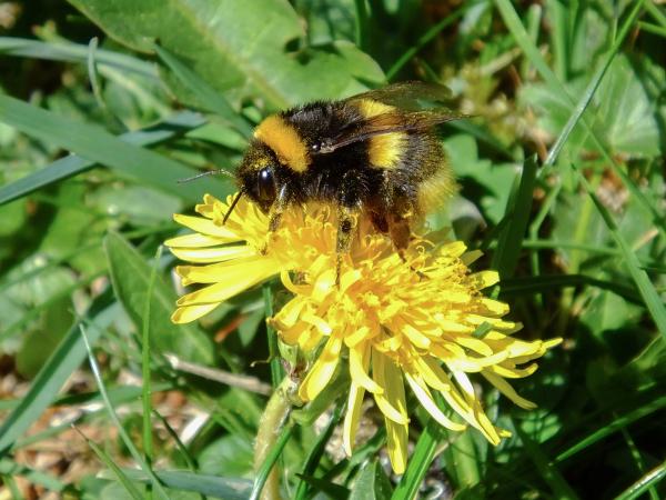 Les abeilles sauvages de Suisse Bourdon des forêts - Bombus lucorum